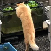 ソラの画像