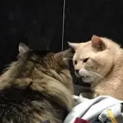 アルハイ