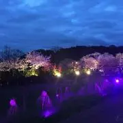 コマさん