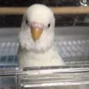 ぴよ