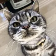 ジョニーの画像