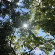 msの画像