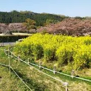 コマの画像