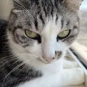 ねこ