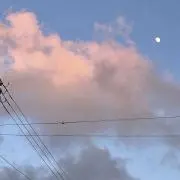 ねこネコの画像