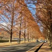 凛子の画像