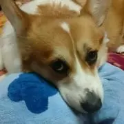 くまたん