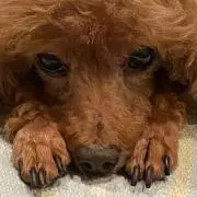 らいのみせの画像