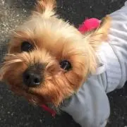 サリーの画像
