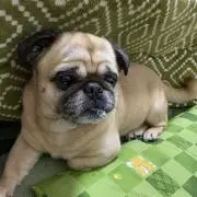 虎吉