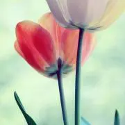 アクビの画像