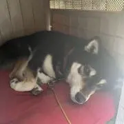 はなたろう※発送6/20以降の画像