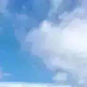 プルメリアの画像