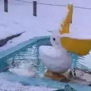 ゆき☆の画像