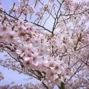 sakuraの画像