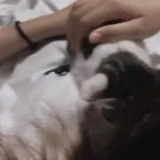 こだま