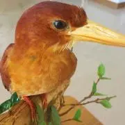 フタハラの画像