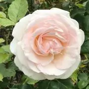 ゆずの画像