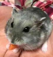 そら豆
