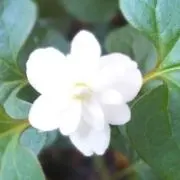 hirobaの画像