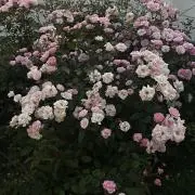 ★の画像