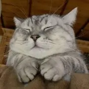 むさしの画像