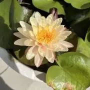 きぶの画像