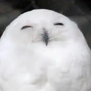 シロフクロウの画像