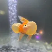Kの画像