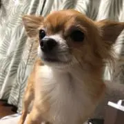 KAZU