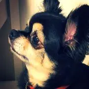 juririn-khi