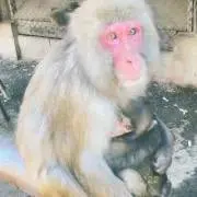 おさるの画像