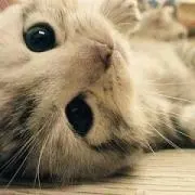 cocoの画像