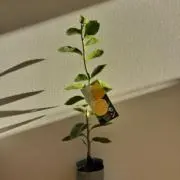 Chiroruの画像