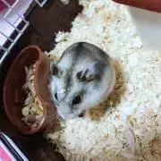 ☺︎＊プロフ必読の画像