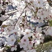 るるの画像