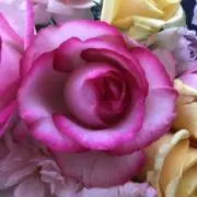 りんごミカンの画像