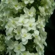 snowの画像