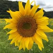 まなの画像