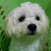 もこちゃんの画像