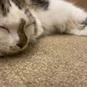 りんの画像