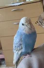 てる´◇.｀の画像