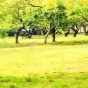 ji-jyoの画像