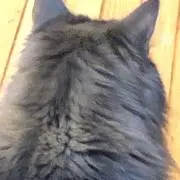 ちーの画像