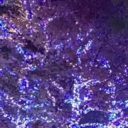 こーふぃーの画像