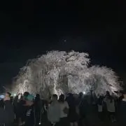 るるレモンの画像