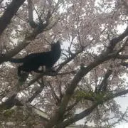 ぬこ屋（大体最安値）の画像