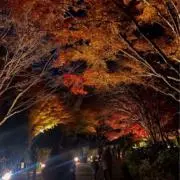 パパイヤ