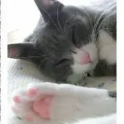 にゃあ
