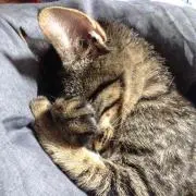れーやん